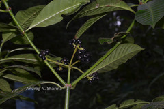Psychotria nigra